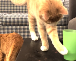 Kitten Brothers Knock Over Every Water Glass They See In The House