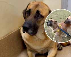 Shut Down Dog Blossoms Once She Reunites With Her Sister