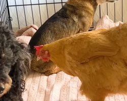 Foster Chicken Thinks She’s Just One Of The Dogs