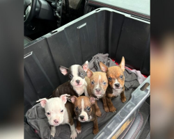 Parks Worker Opens Abandoned Box — And Six Tiny Faces Are Staring Back At Him