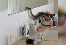Homeowner Walks Into Bathroom And Finds A Giant Python Checking Himself Out In The Mirror