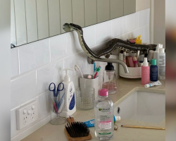 Homeowner Walks Into Bathroom And Finds A Giant Python Checking Himself Out In The Mirror