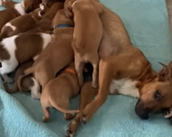 Scared Shelter Dog With 14 Puppies Slowly Learns To Trust Her Rescuers